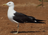 1cy fuscus in August, ringed in Finland. (81365 bytes)